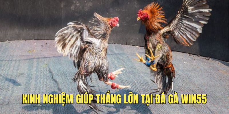 ap-dung-kinh-nghiem-tu-cao-thu-de-thang-nhanh