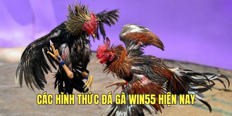 cac-hinh-thuc-da-ga-tai-win55-hien-nay
