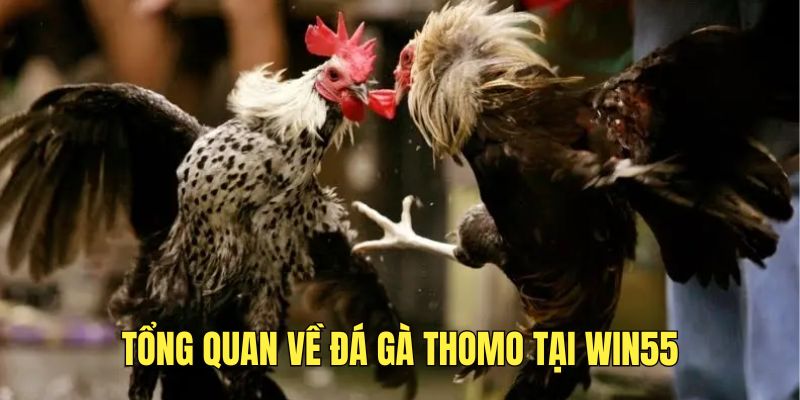 tim-hieu-thong-tin-ve-da-ga-thomo-tai-win55