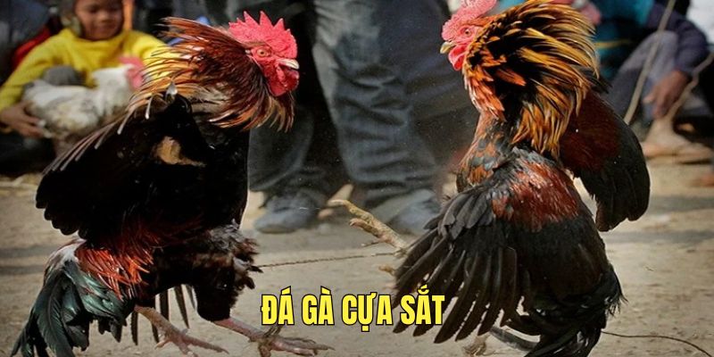 trai-nghiem-loai-hinh-da-ga-cua-sat-tai-win55-hap-dan