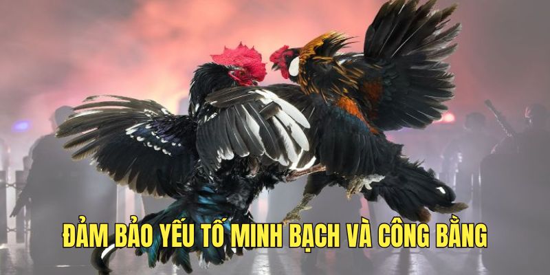 da-ga-67-dam-bao-minh-bach-va-cong-bang-tuyet-doi