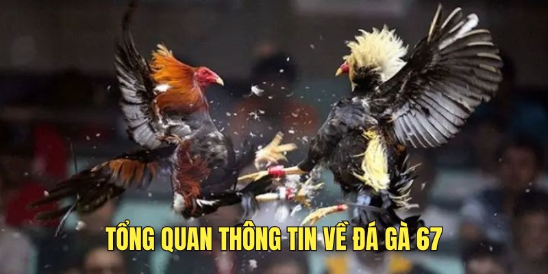 tim-hieu-thong-tin-ve-sanh-da-ga-67